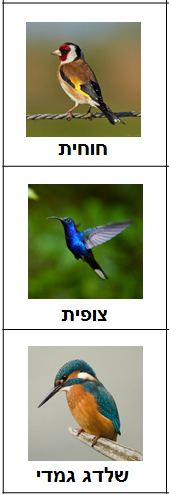 birds11