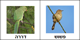 birds24